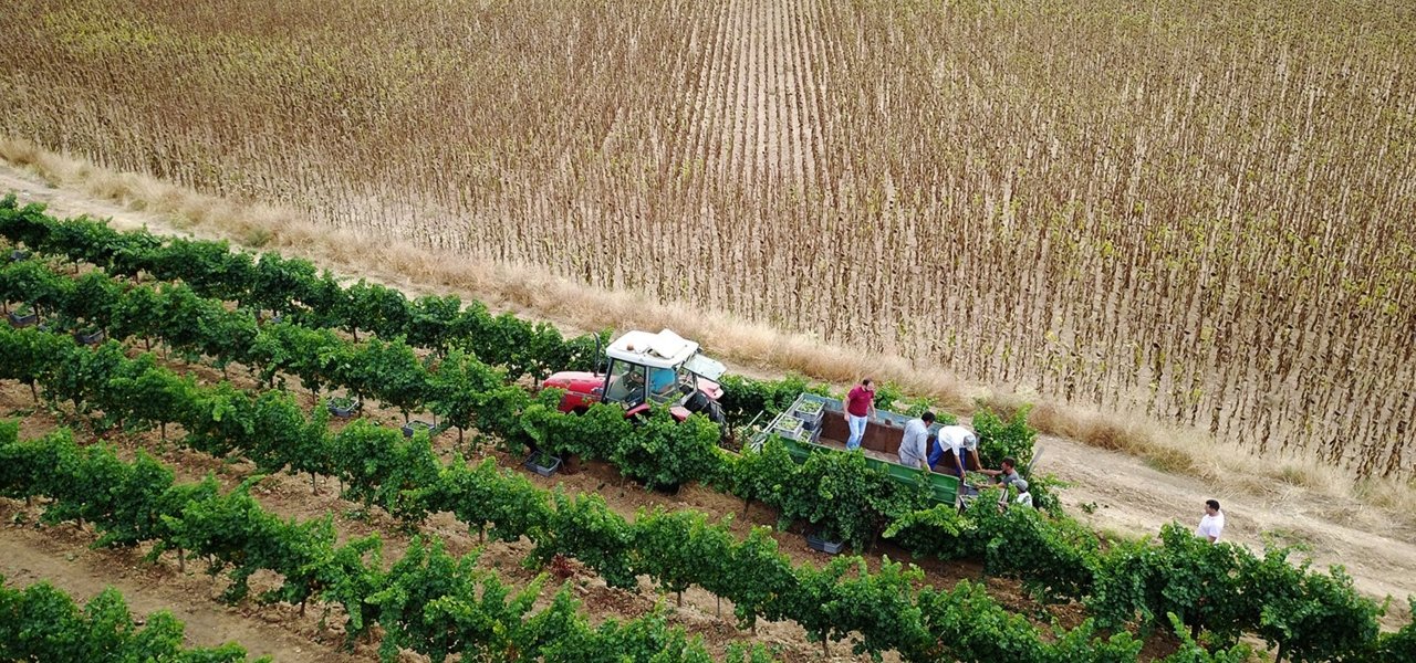 Verdejo Harvest 2019